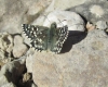 Pyrgus malvoides (Elwes & Edwards, 1897)
