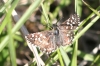 Pyrgus malvoides (Elwes & Edwards, 1897)