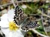 Pyrgus malvoides (Elwes & Edwards, 1897)