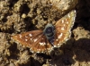 Spialia sp. Swinhoe, 1912