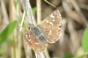 Spialia sp. Swinhoe, 1912