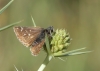 Spialia sp. Swinhoe, 1912