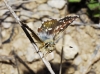 Spialia sp. Swinhoe, 1912