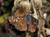 Spialia sp. Swinhoe, 1912