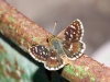 Spialia sp. Swinhoe, 1912