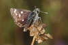 Spialia sertorius (Hoffmannsegg, 1804)