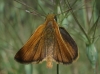 Thymelicus acteon (Rottemburg, 1775)