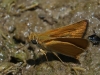 Thymelicus acteon (Rottemburg, 1775)