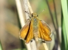 Thymelicus acteon (Rottemburg, 1775)
