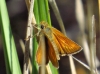 Thymelicus acteon (Rottemburg, 1775)