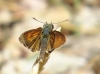 Thymelicus acteon (Rottemburg, 1775)