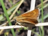 Thymelicus acteon (Rottemburg, 1775)