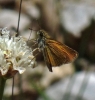 Thymelicus cf acteon (Rottemburg, 1775)