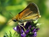 Thymelicus cf acteon (Rottemburg, 1775)
