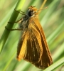 Thymelicus  cf acteon (Rottemburg, 1775)