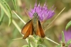 Thymelicus cf sylvestris (Poda, 1761)