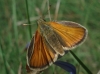 Thymelicus cf sylvestris (Poda, 1761)