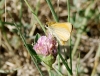 Thymelicus cf sylvestris (Poda, 1761)