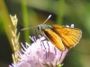 Thymelicus cf sylvestris (Poda, 1761)