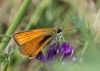 Thymelicus cf sylvestris (Poda, 1761)