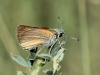 Thymelicus cf sylvestris (Poda, 1761)