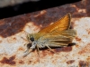 Thymelicus cf sylvestris (Poda, 1761)