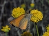 Thymelicus cf sylvestris (Poda, 1761)