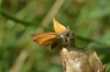 Thymelicus sylvestris (Poda, 1761)