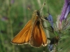 Thymelicus sylvestris (Poda, 1761)