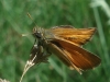 Thymelicus sylvestris (Poda, 1761)