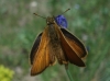 Thymelicus sylvestris (Poda, 1761)