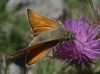 Thymelicus sylvestris (Poda, 1761)