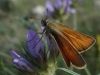 Thymelicus sylvestris (Poda, 1761)