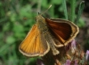 Thymelicus sylvestris (Poda, 1761)