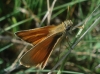 Thymelicus sylvestris (Poda, 1761)