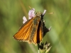 Thymelicus sylvestris (Poda, 1761)