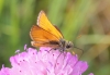 Thymelicus sylvestris (Poda, 1761)