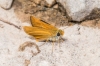 Thymelicus sylvestris (Poda, 1761)