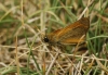Thymelicus sylvestris (Poda, 1761)