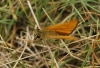Thymelicus sylvestris (Poda, 1761)