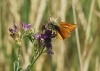 Thymelicus sylvestris (Poda, 1761)