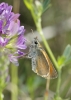 Thymelicus sylvestris (Poda, 1761)