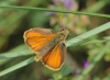 Thymelicus sylvestris (Poda, 1761)