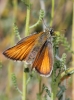 Thymelicus sylvestris (Poda, 1761)