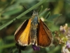 Thymelicus sylvestris (Poda, 1761)