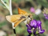Thymelicus sylvestris (Poda, 1761)