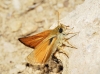 Thymelicus sylvestris (Poda, 1761)