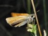 Thymelicus sylvestris (Poda, 1761)