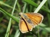 Thymelicus sylvestris (Poda, 1761)