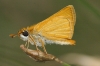 Thymelicus acteon (Rottemburg, 1775)